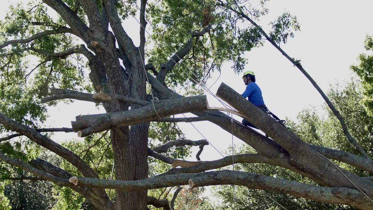 Professional Crown Thinning performed by certified arborists in Lynn Haven